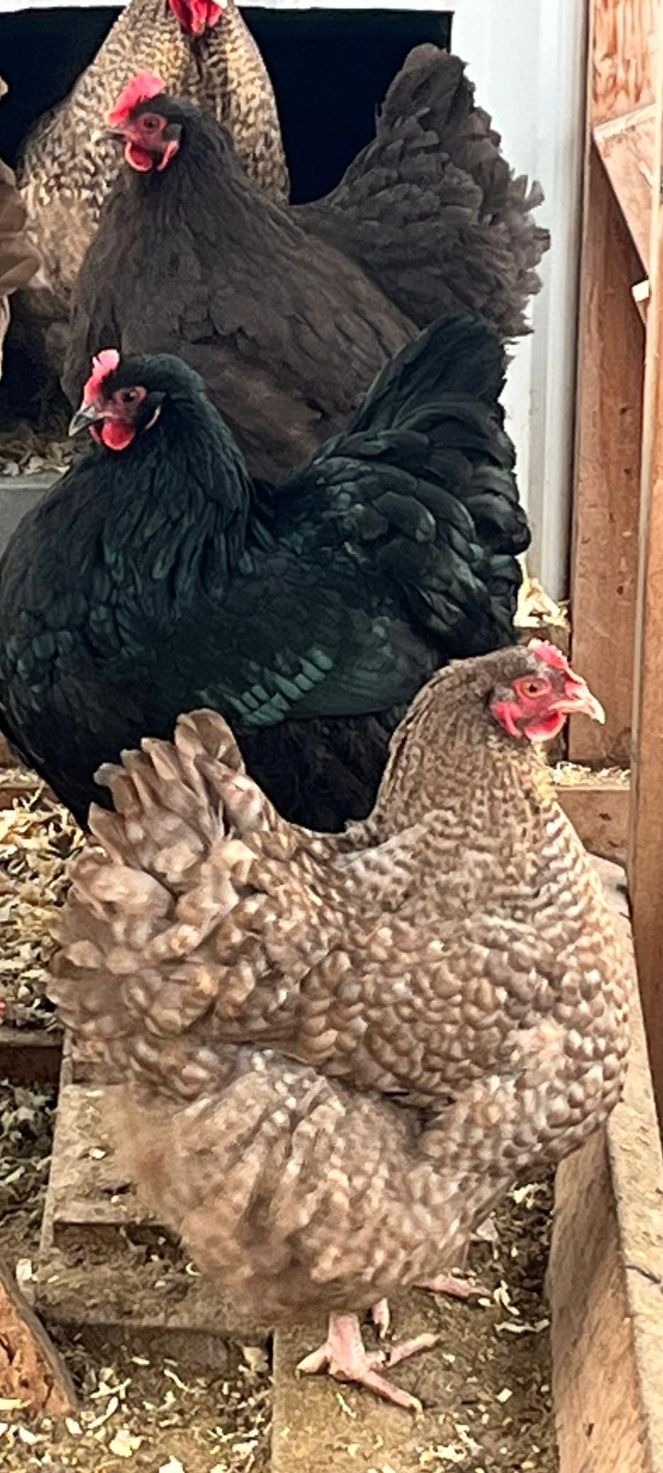 Farm Fresh Table Eggs