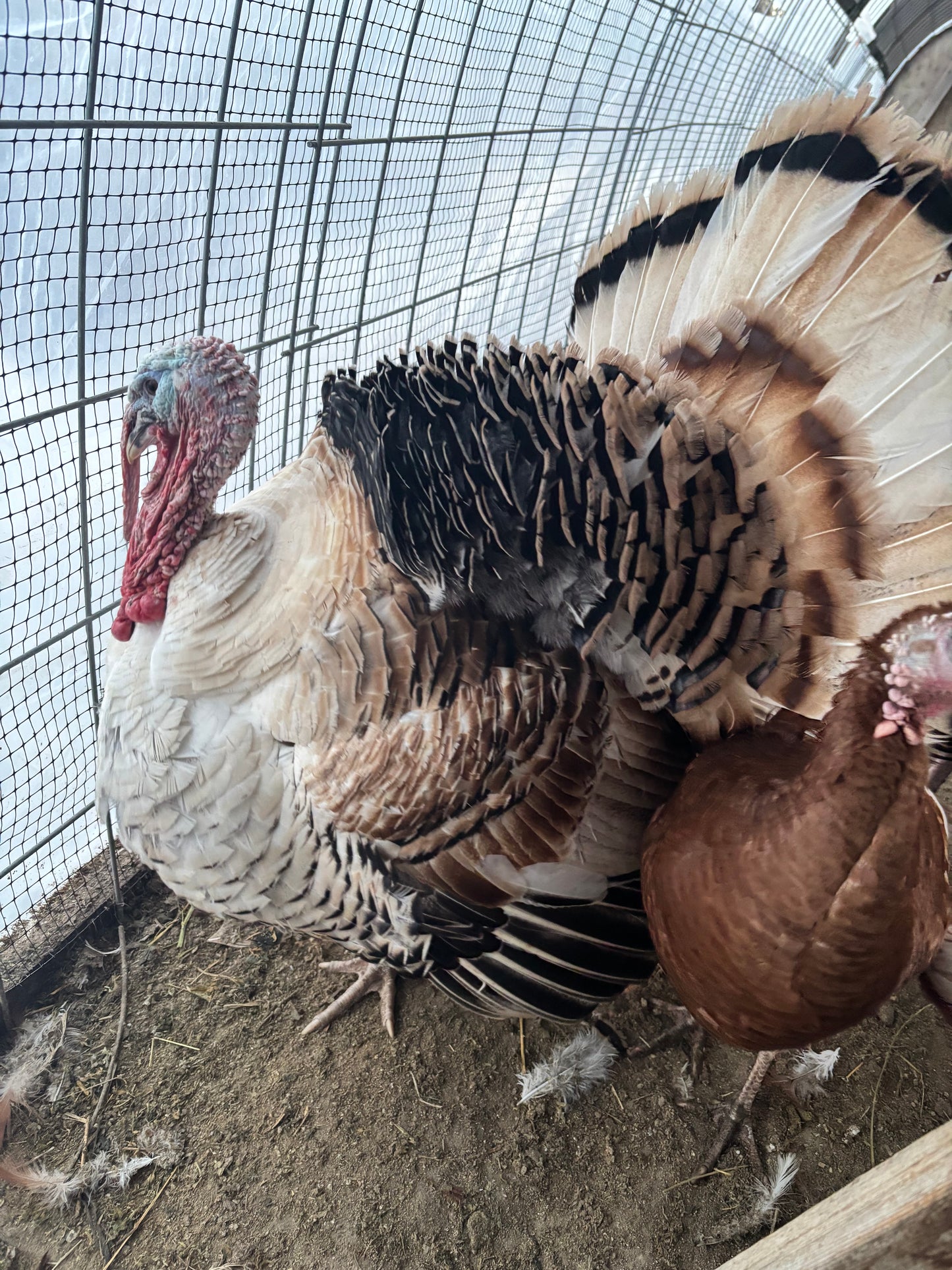 Farm Fresh Table Eggs