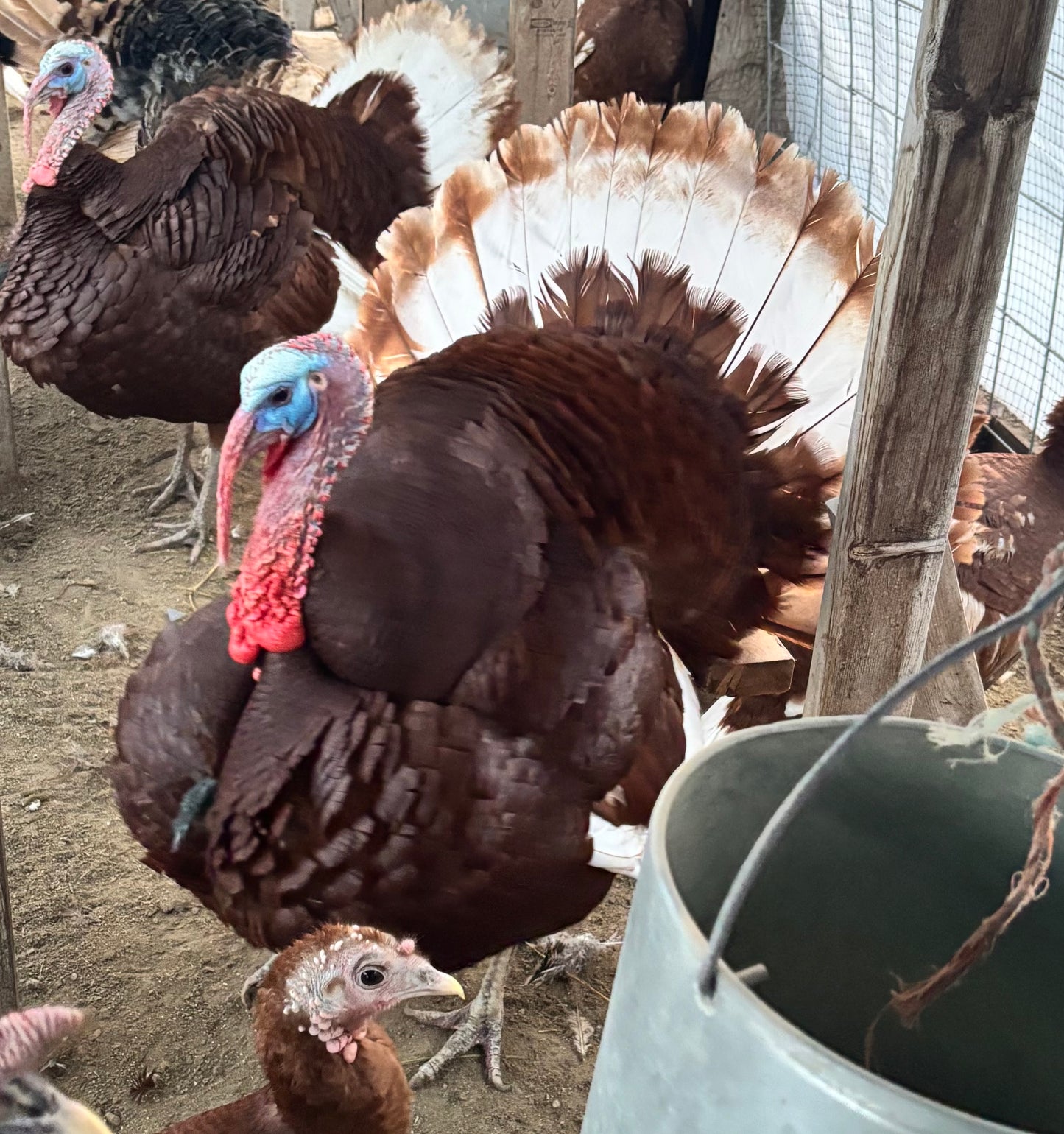 Red Bronze/Bourbon Red Eggs