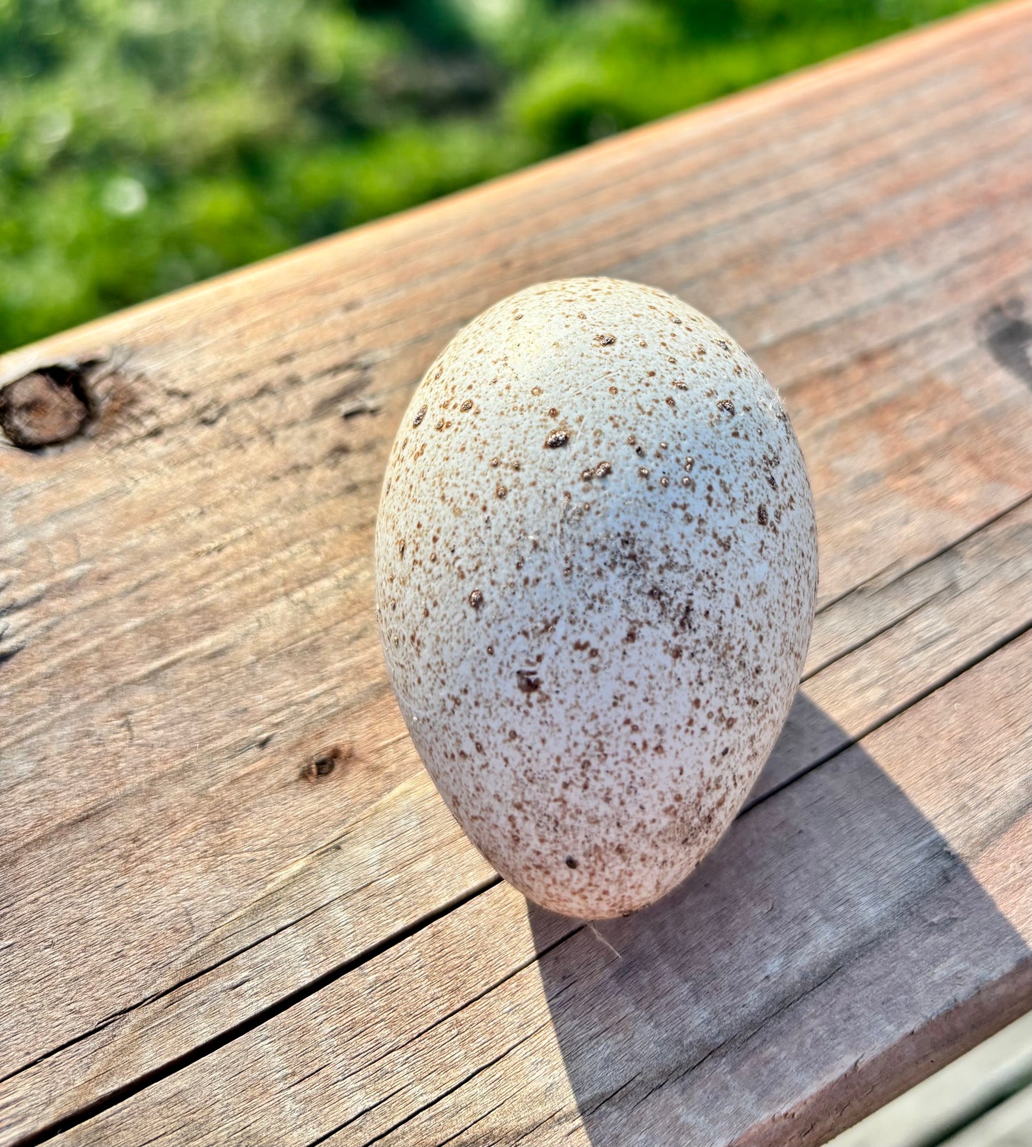 Farm Fresh Table Eggs