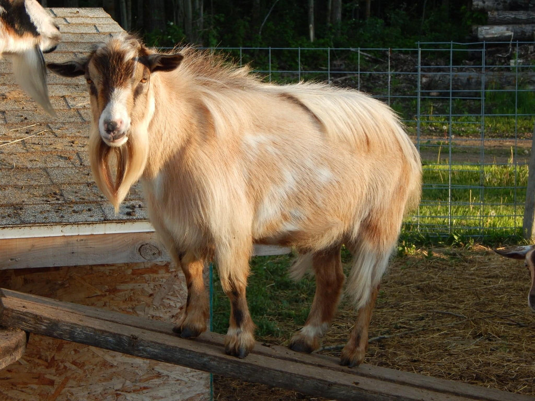 Goat Milk Soap vs. Regular Soap: What’s the Difference?
