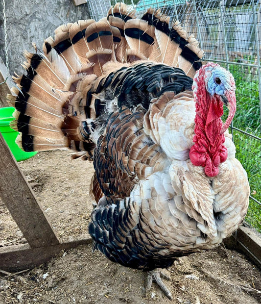 What Are Sweetgrass & Bourbon Red Turkeys? A Guide to These Heritage Breeds