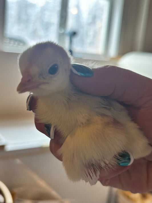 Hatch your egg layers at home!