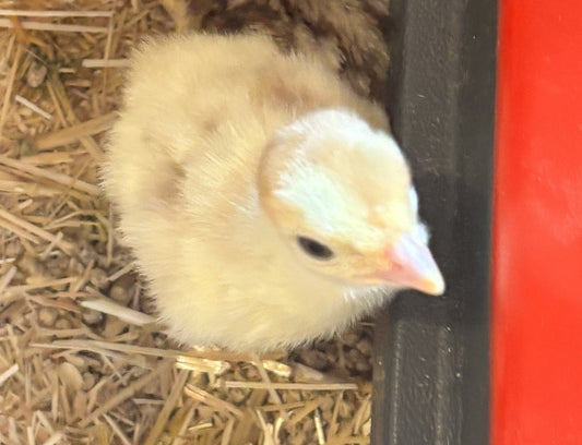 Spring Hatching Season: What to Expect from Your First Incubation