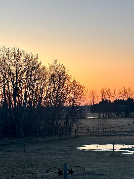 Amber Krebs working on the 80-acre Straight Arrow Farms homestead in Barrhead County, Alberta