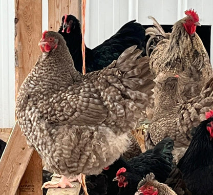Group of chickens in a barn setting