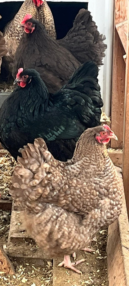 Exhibition Orpington flock at Straight Arrow Farms — heritage poultry, Alberta raised